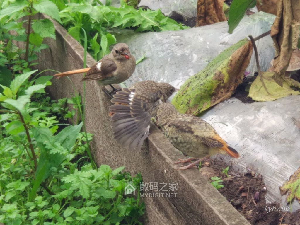 药鸡豆与小雏鸟