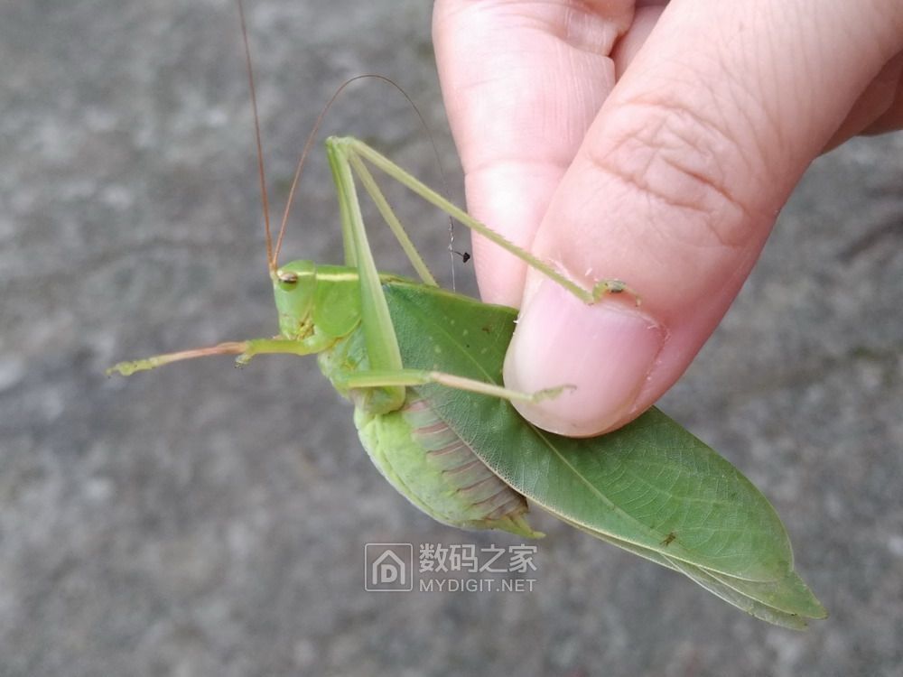 活纺织娘和死蝴蝶