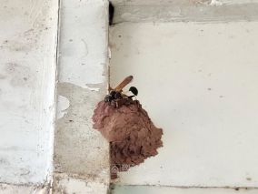 墙壁上的土蜂，这应该就是传说“螟蛉有子，蜾蠃负之”中的蜾蠃了！