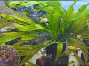 鱼缸灯太垃圾，尝试低成本改造