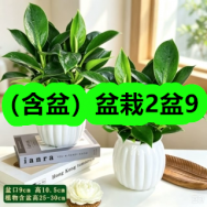 8月17日优惠券商品合集-（含盆）盆栽2盆9！领支付宝线下红包！