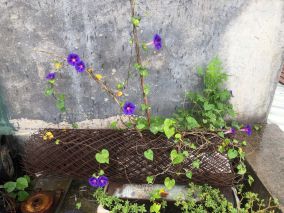屋顶上的牵牛花