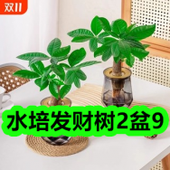 水培发财树2盆9！黄芪党参豆浆粉210g*3袋14！泡沫洗手液19！