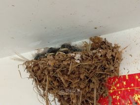 叽叽喳喳！燕子一家忙！