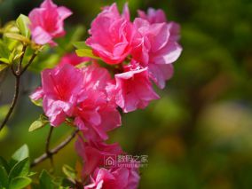 春天里哪个百花鲜~