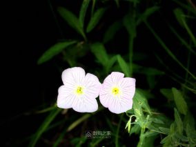 寻花问柳记