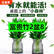 7月30日优惠券商品合集-富贵竹2盆8！领支付宝线下红包！