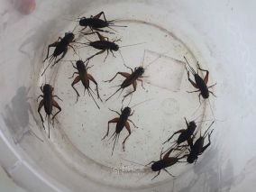 抓点油葫芦吃吃！