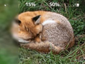 支持渐进渲染：火狐Firefox浏览器157开放支持JPEG XL格式
