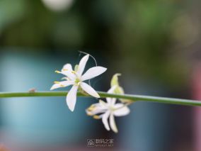 路边随拍 花花草草