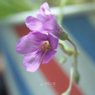 色彩锐丽，海康300万相素摄像头