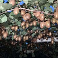 自家自产周至翠香猕猴桃，正宗周至猕猴桃