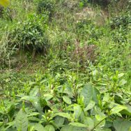 坛友们，地理标志性产物，舒城小兰花上市啦