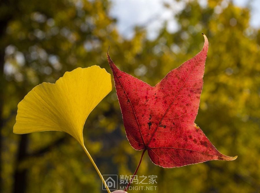 落葉飄逸風情萬種