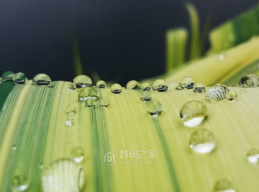 雨天，水珠子也撩人。 (5).jpg