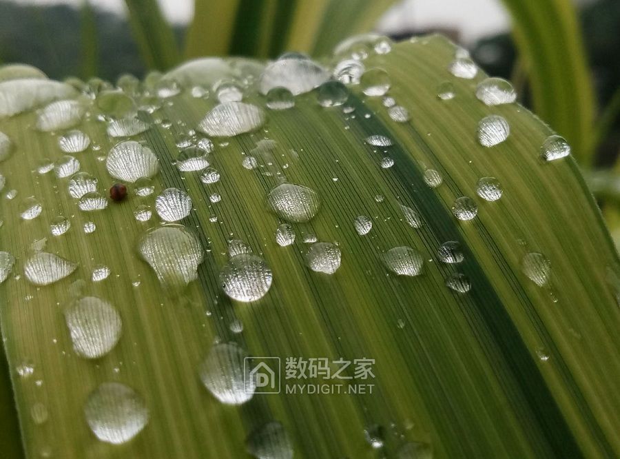 雨天，水珠子也撩人。 (7).jpg