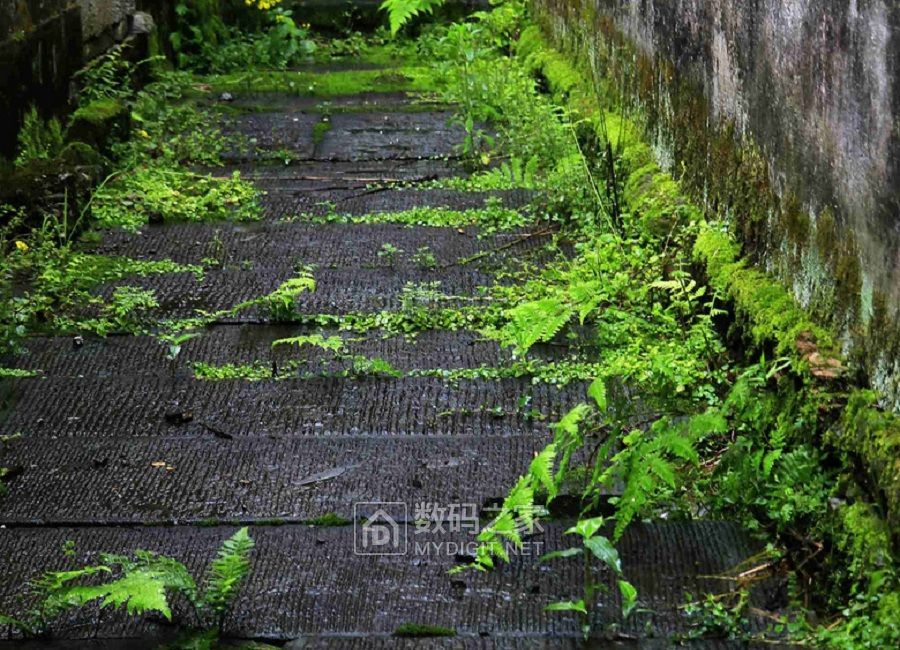 雨天，水珠子也撩人。 (9).jpg