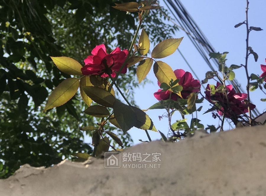 一枝月季出墙来 (1).jpg