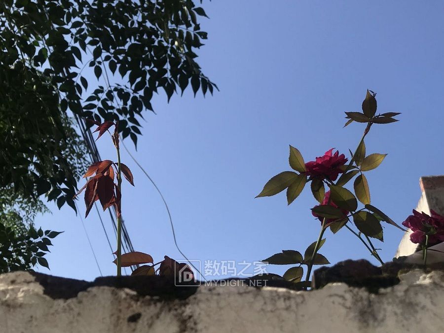 一枝月季出墙来 (4).jpg