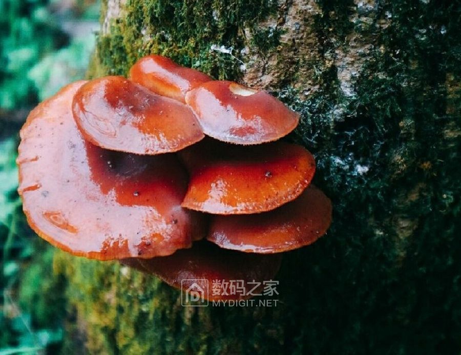 雨中拍摄，冷暖自知 (6).jpg