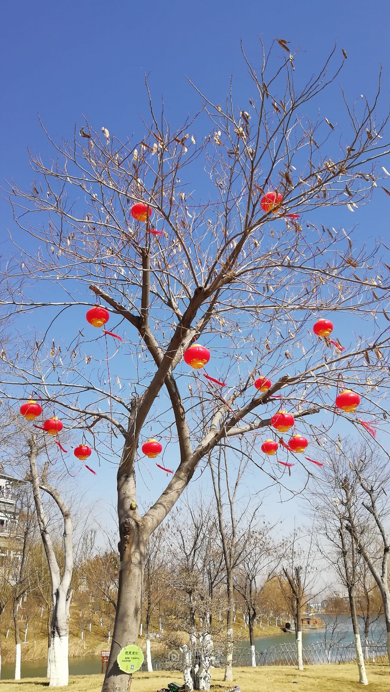 紅燈籠高掛在樹枝上