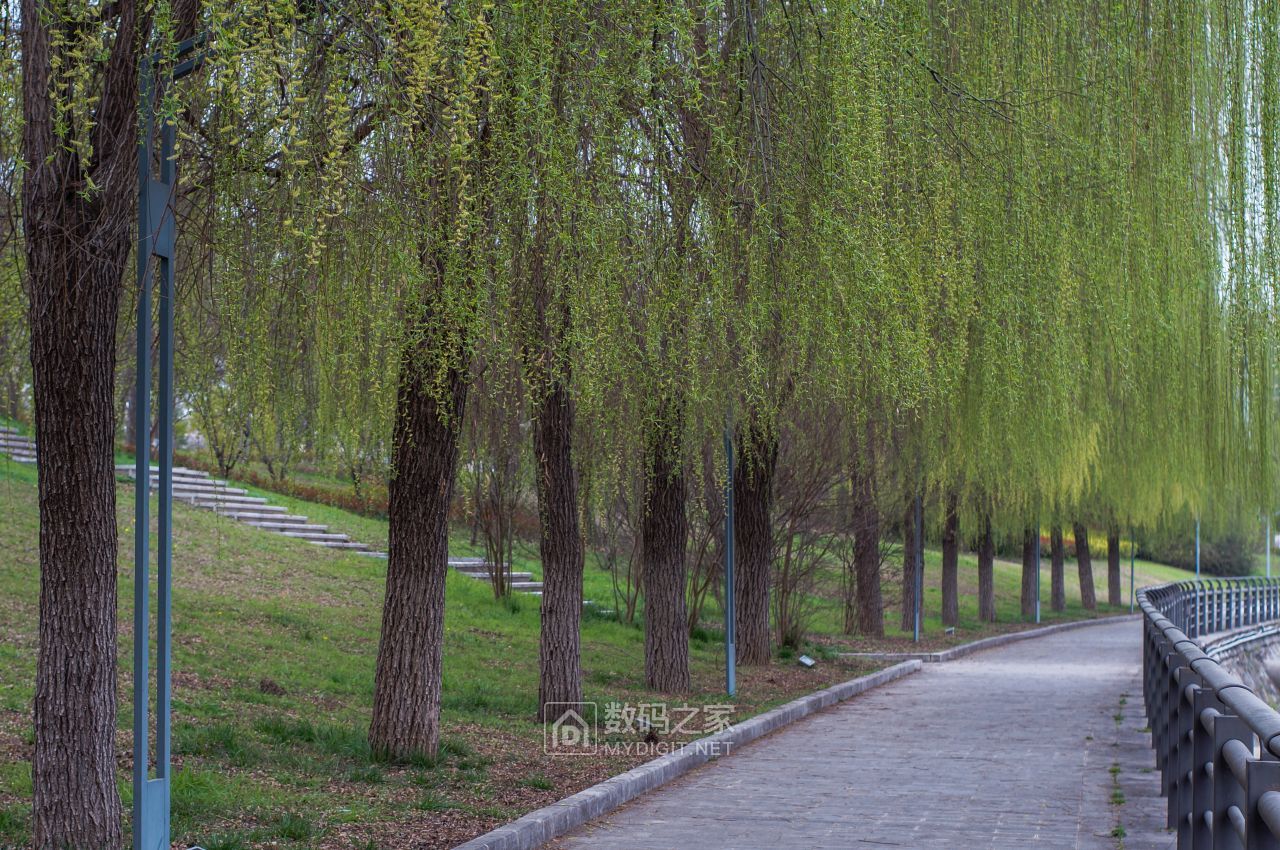 春天游玩柳树连荫