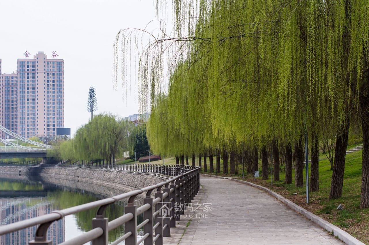 春天游玩柳树连荫