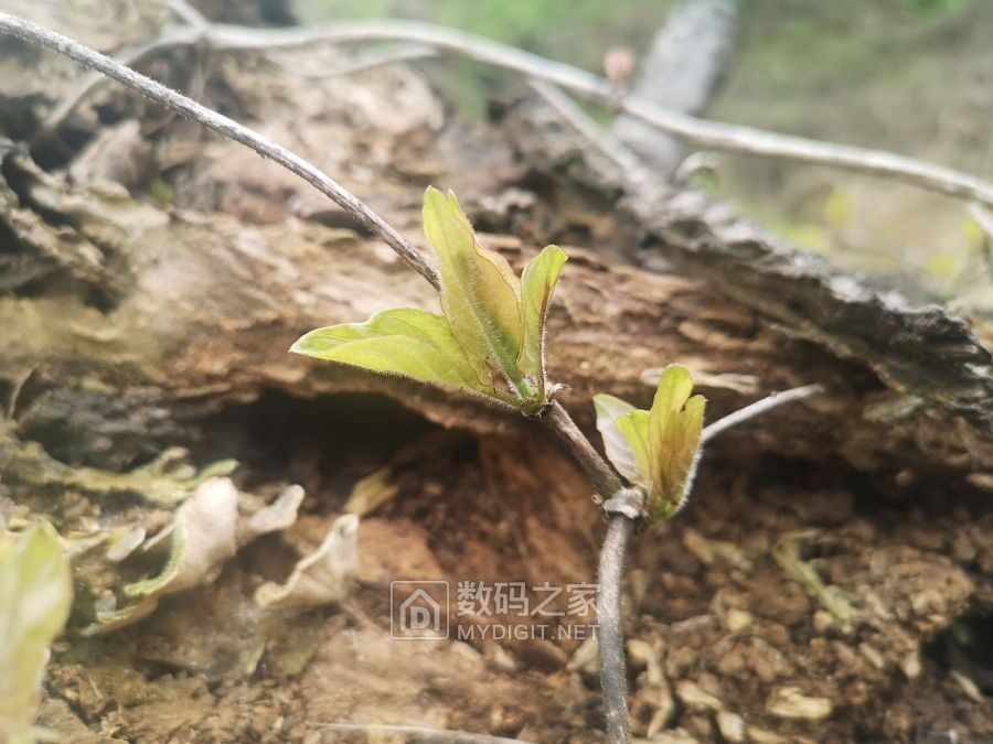病树前头万木春