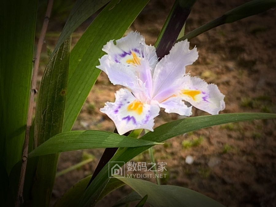 扁竹兰开花的图片 图片搜索