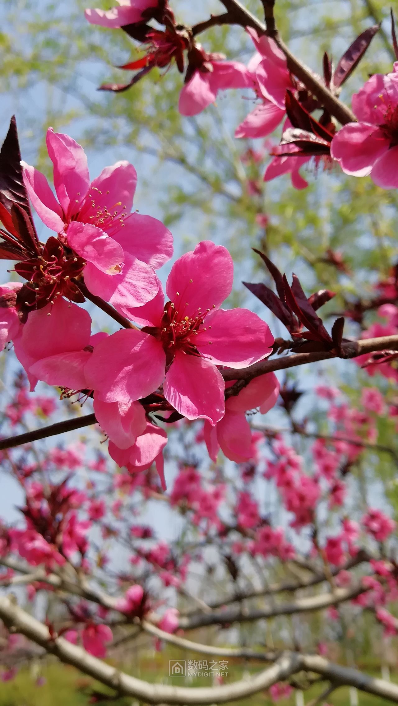 柳绿花红