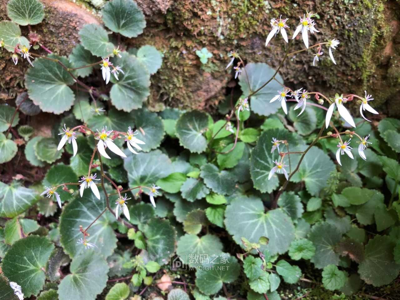 虎耳草开花了第一次见