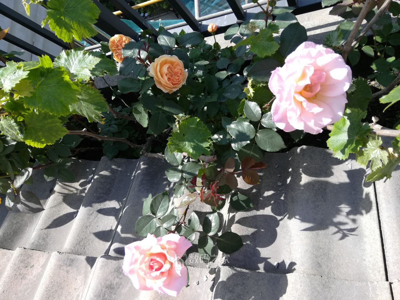 IMG_20190504_090229.jpg