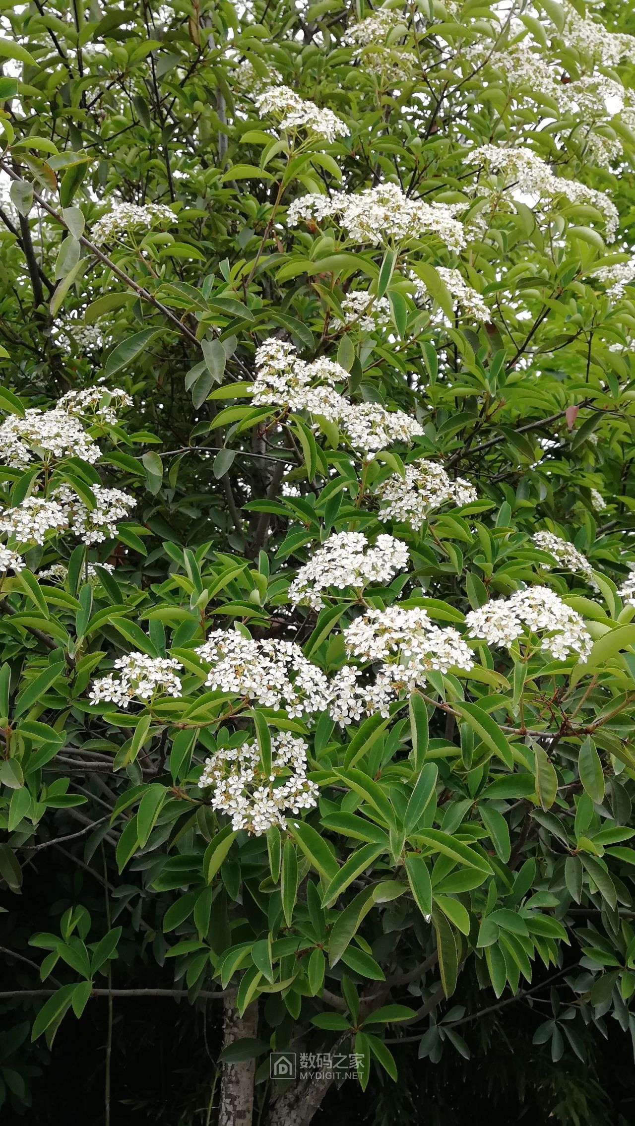 大叶女贞开花