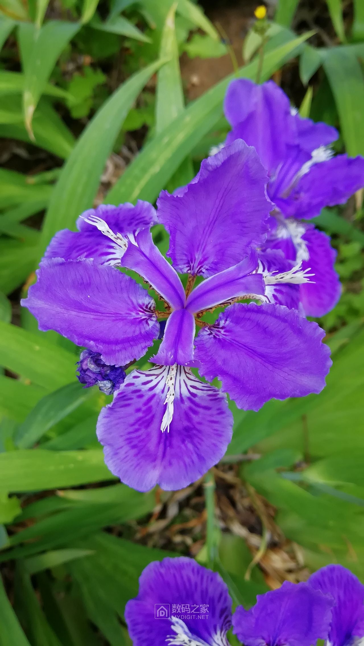 薇薇花园: 蓝蝴蝶花