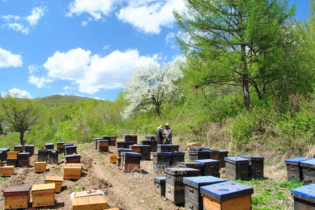 东北蜂蜜佬带大家看看东北的蜂场