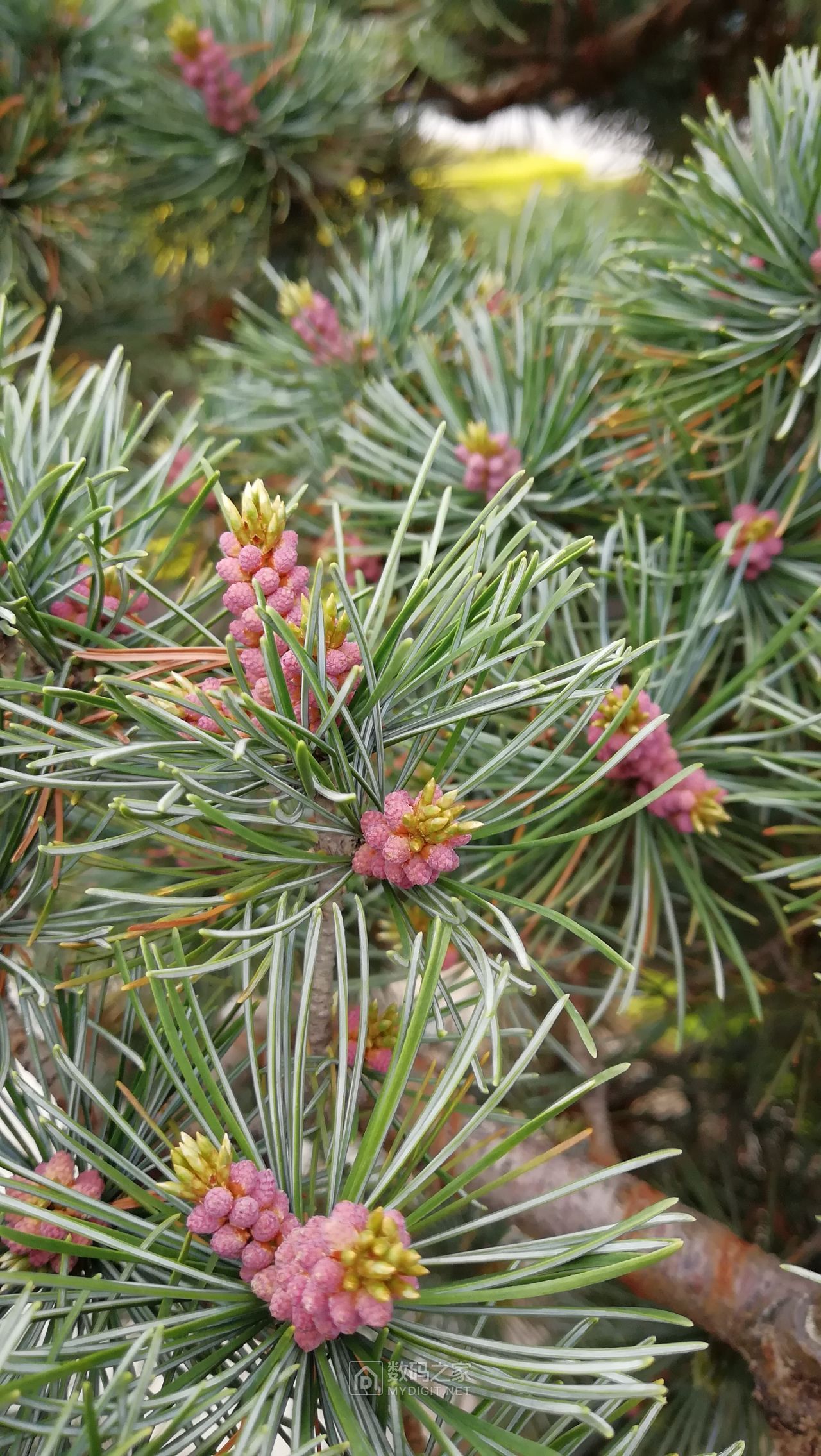 松树的花朵