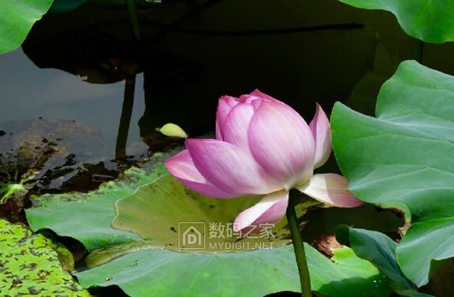 蜻蜓戏莲 (1).jpg