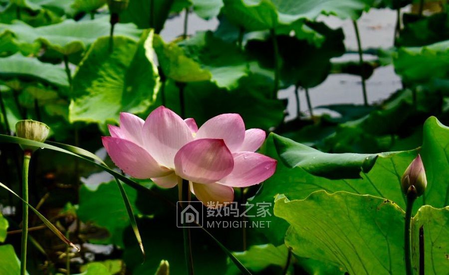 蜻蜓戏莲 (2).jpg