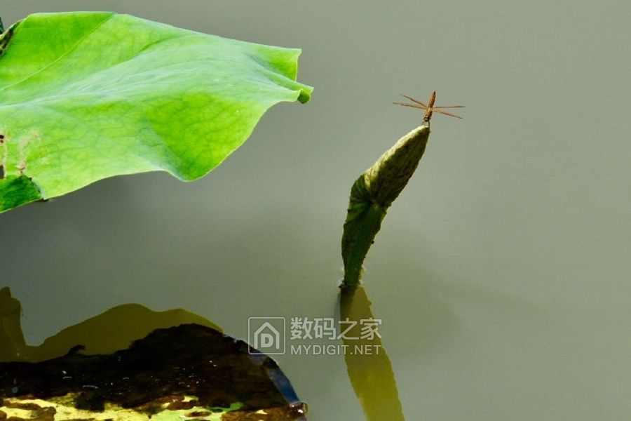 蜻蜓戏莲 (4).jpg