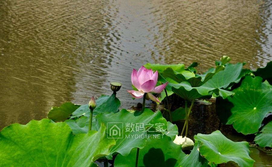 蜻蜓戏莲 (3).jpg