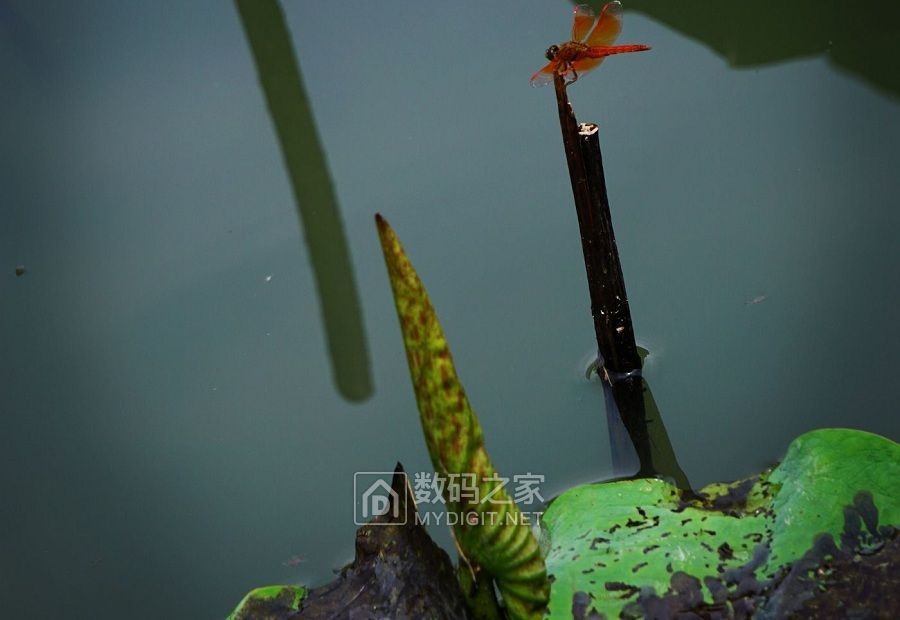 蜻蜓戏莲 (5).jpg