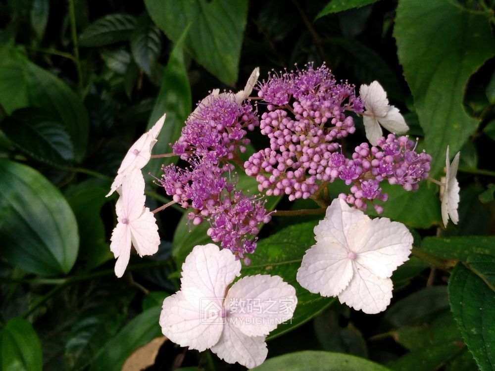 P90801-073319.jpg