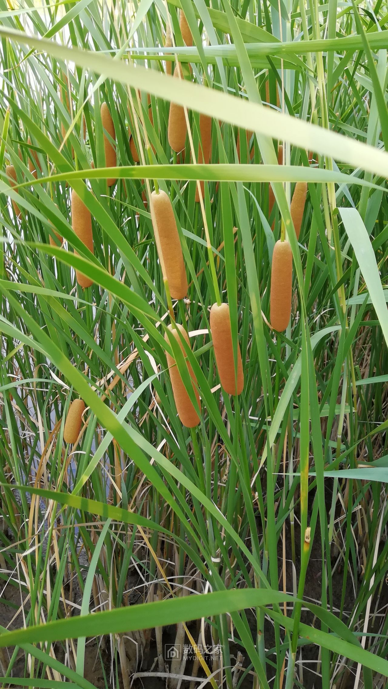 池塘边生长的蒲棒