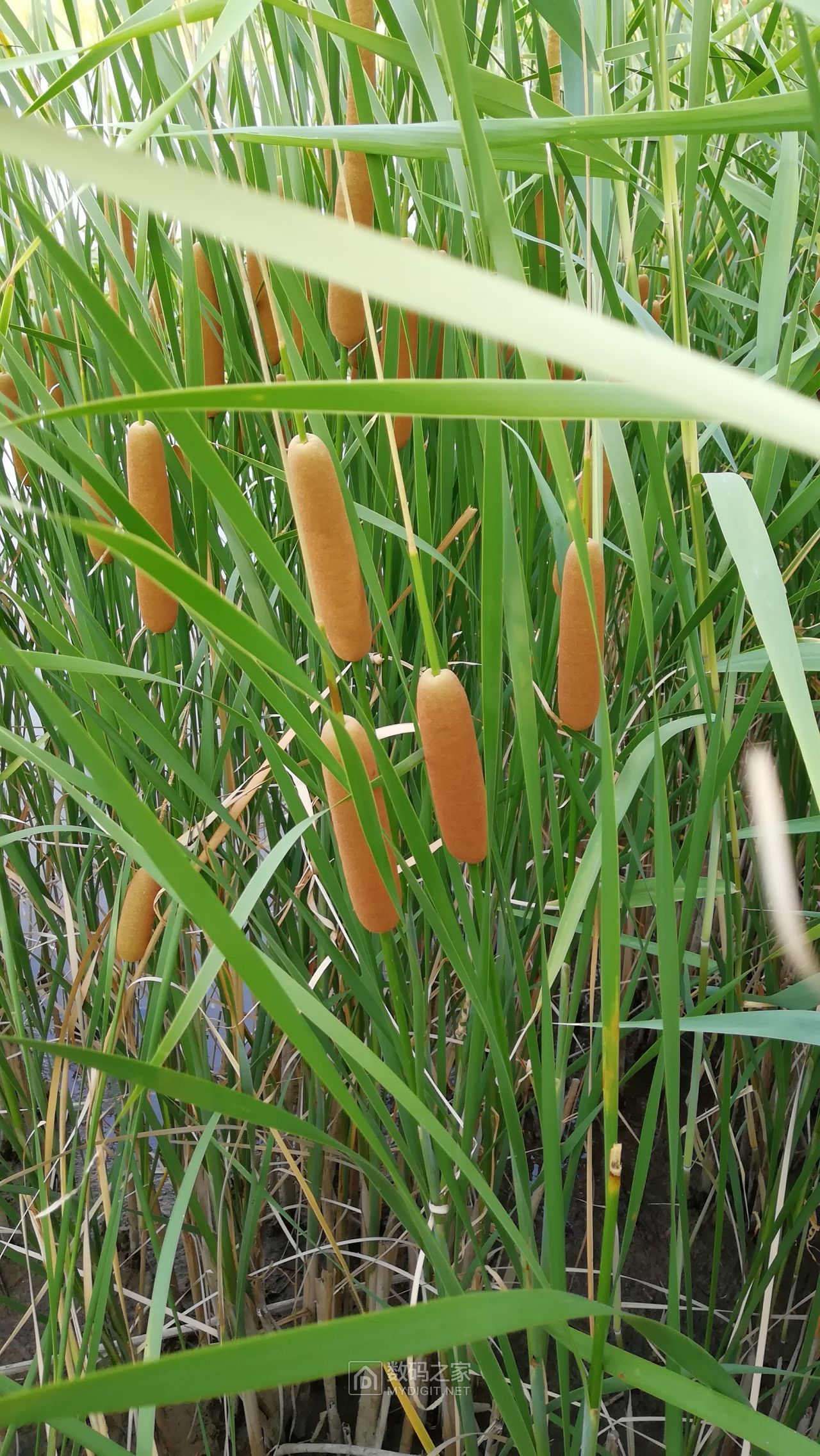 池塘边生长的蒲棒