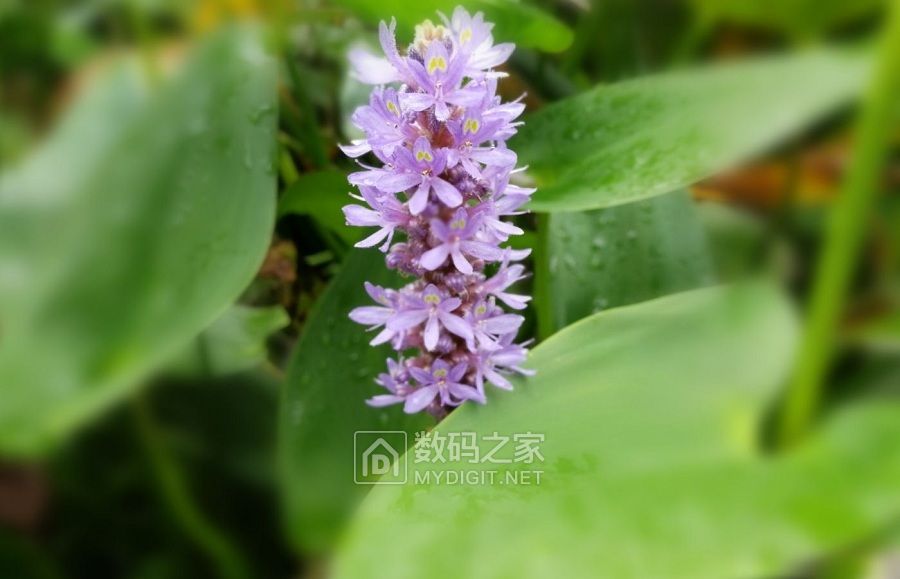 一枝红 (4).jpg