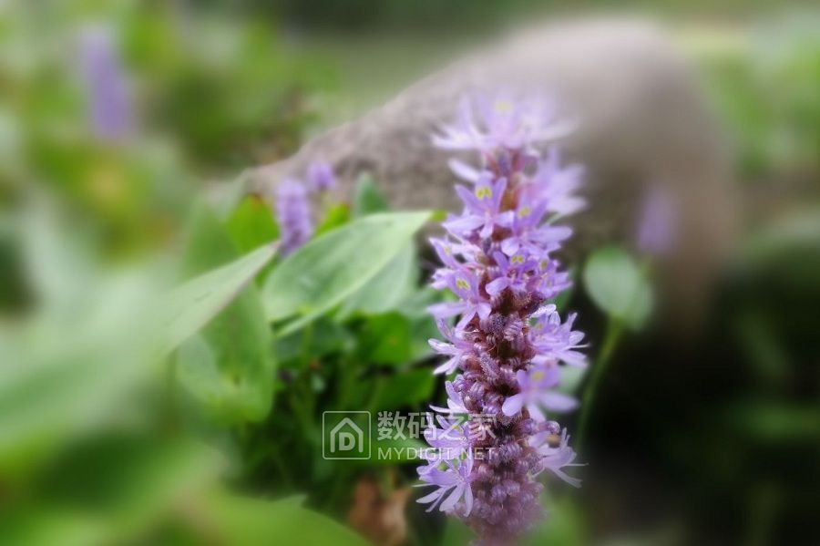 一枝红 (2).jpg