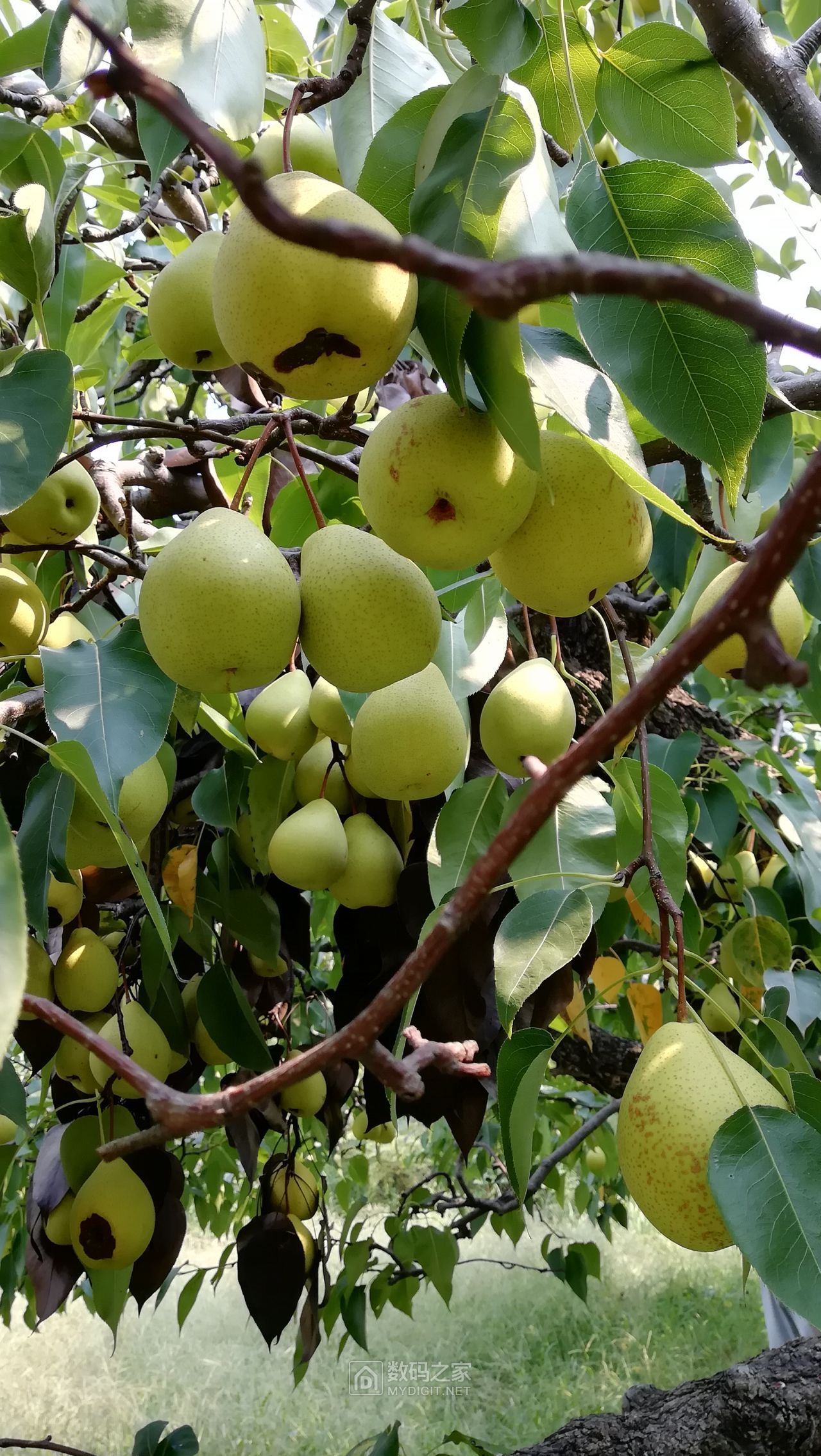 砀山这个地方，乾隆皇帝曾在这里品尝酥梨，两棵300年梨树成景观 | Nestia