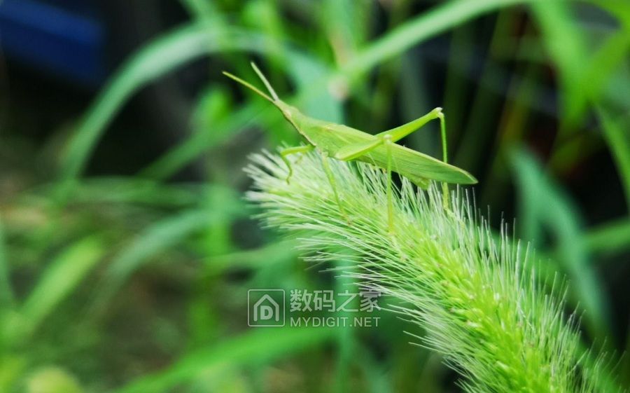 蚂蚱爱上狗尾巴