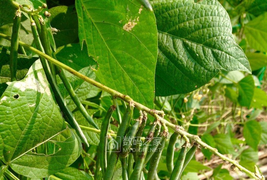 野生赤小豆图片图片