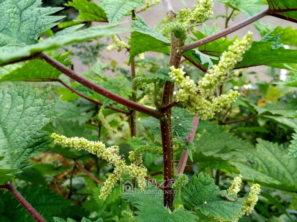 一丛荨麻快闪开